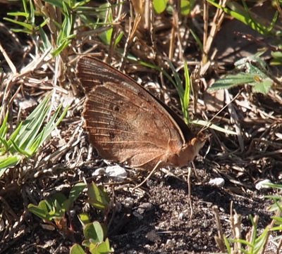 [This butterfly has its medium brown wings folded together. Its legs and antenna are a lighter brown and nearly disappear into the background color.]